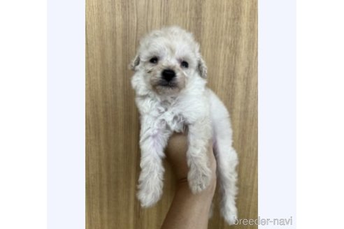 成約済の埼玉県のティーカッププードル-341870の9枚目