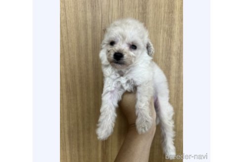 成約済の埼玉県のティーカッププードル-341870の6枚目