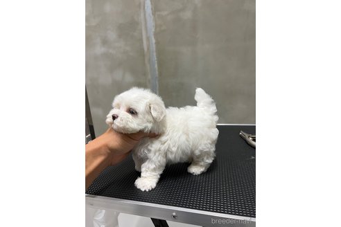成約済の沖縄県のミックス犬-337921の1枚目