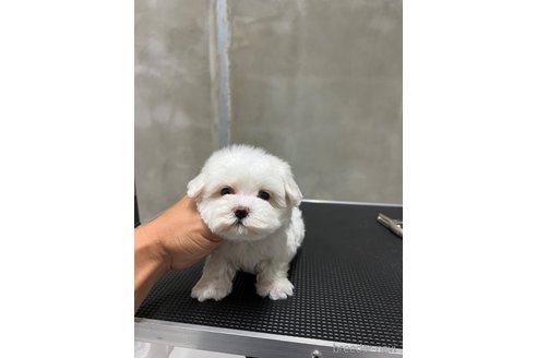 成約済の沖縄県のミックス犬-337921の2枚目