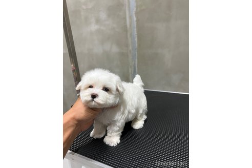 成約済の沖縄県のミックス犬-337921の3枚目