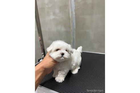 成約済の沖縄県のミックス犬-337921の4枚目