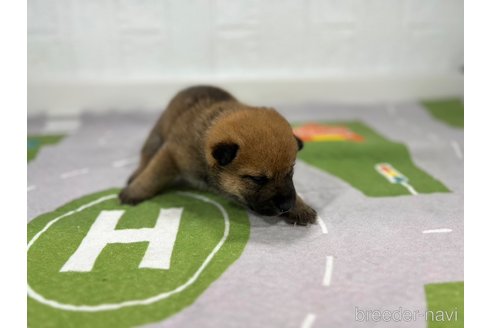 成約済の愛知県の豆柴-341879の2枚目