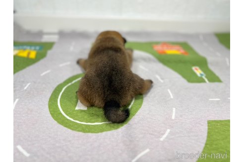 成約済の愛知県の豆柴-341879の5枚目