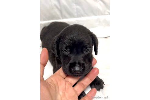 成約済の奈良県のミックス犬-339224の3枚目