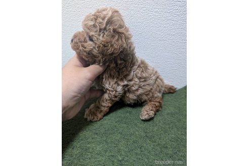 成約済の大阪府のタイニープードル-341890の3枚目