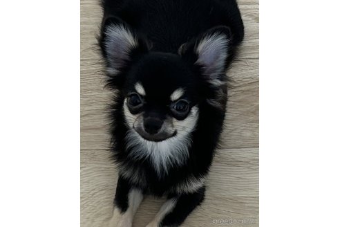 ブラック＆タンのチワワの子犬を探す｜ブリーダー直販の子犬販売