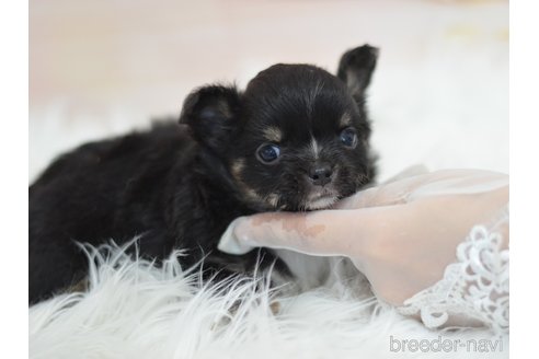 成約済の埼玉県のチワワ(ロングコート)-337796の23枚目