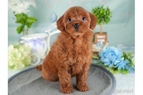 成約済の茨城県のトイプードル-341924の5枚目