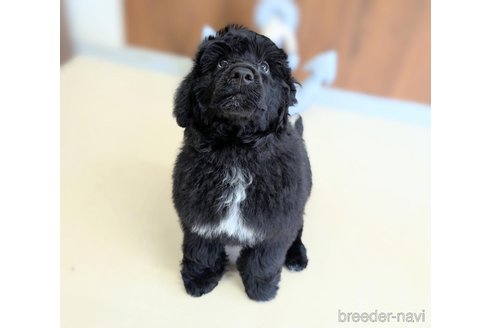成約済の東京都のその他の犬種-328806の6枚目
