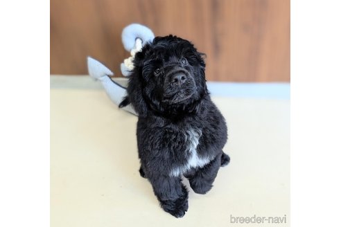 成約済の東京都のその他の犬種-328806の5枚目