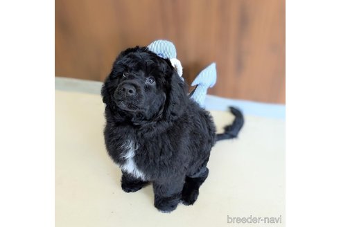 成約済の東京都のその他の犬種-328806の4枚目