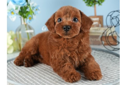 成約済の茨城県のトイプードル-341929の7枚目