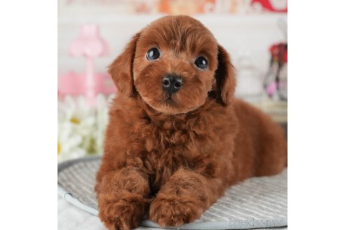 成約済の茨城県のトイプードル-341931の15枚目