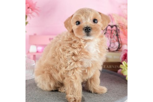 成約済の茨城県のマルプー:マルチーズ×トイプードル-341938の4枚目