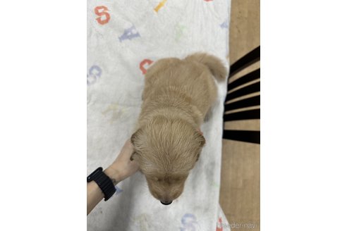成約済の千葉県のゴールデンレトリーバー-341940の15枚目