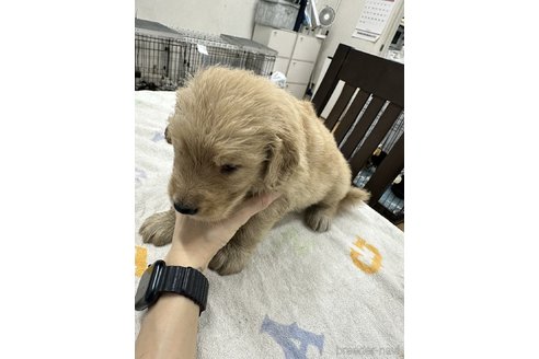 成約済の千葉県のゴールデンレトリーバー-341940の14枚目
