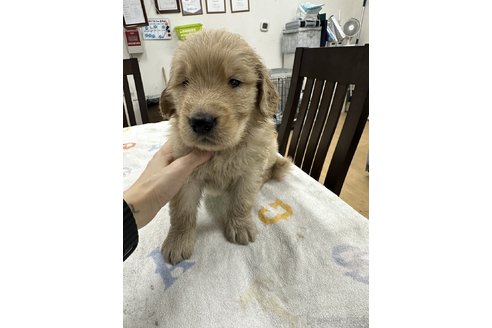 成約済の千葉県のゴールデンレトリーバー-341940の13枚目