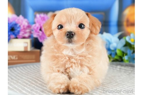 成約済の茨城県のマルプー:マルチーズ×トイプードル-341942の5枚目