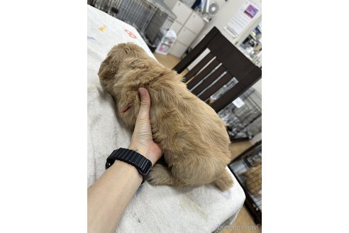 成約済の千葉県のゴールデンレトリーバー-341946の5枚目