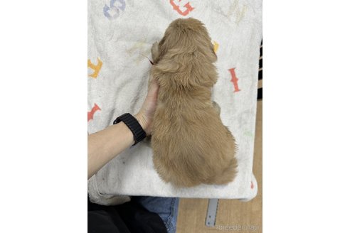 成約済の千葉県のゴールデンレトリーバー-341946の4枚目