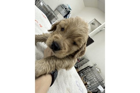 成約済の千葉県のゴールデンレトリーバー-341946の1枚目