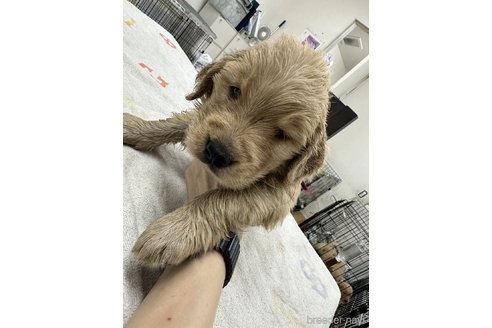 成約済の千葉県のゴールデンレトリーバー-341946の3枚目