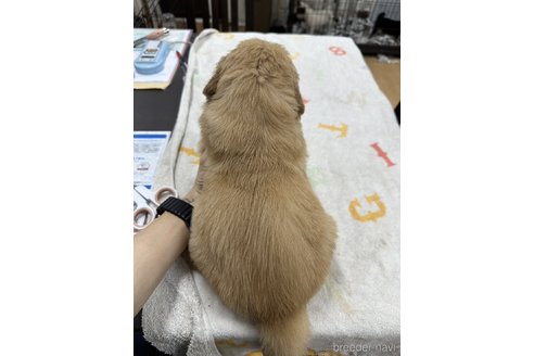 成約済の千葉県のゴールデンレトリーバー-341951の14枚目