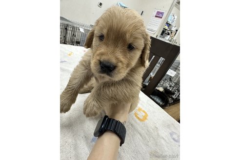 成約済の千葉県のゴールデンレトリーバー-341951の11枚目