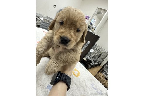 成約済の千葉県のゴールデンレトリーバー-341951の10枚目