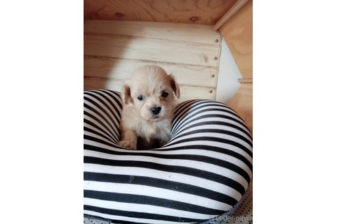 成約済の埼玉県のミックス犬-340378の1枚目