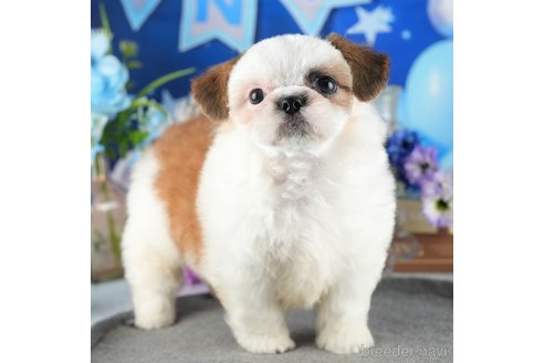 成約済の茨城県のチワズー:チワワ×シーズー-341956の1枚目