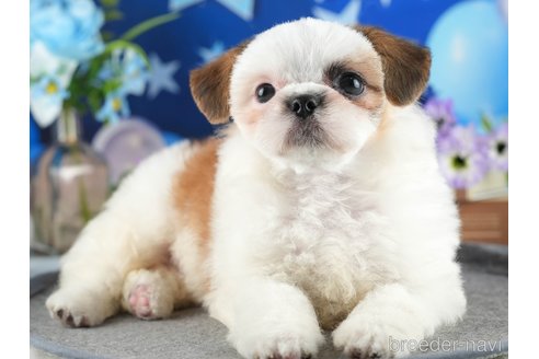 成約済の茨城県のチワズー:チワワ×シーズー-341956の6枚目