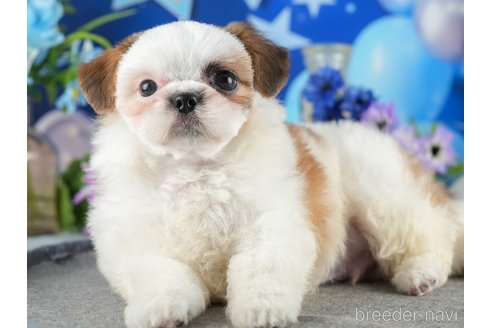成約済の茨城県のチワズー:チワワ×シーズー-341956の7枚目
