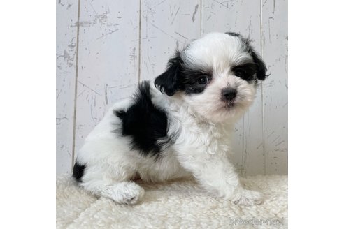 成約済の千葉県のチワズー:チワワ×シーズー-341960の3枚目