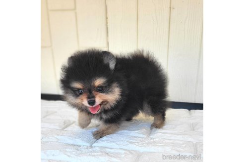 成約済の茨城県のポメラニアン-339076の5枚目