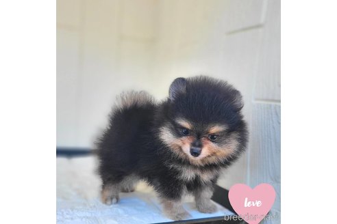 成約済の茨城県のポメラニアン-339076の1枚目