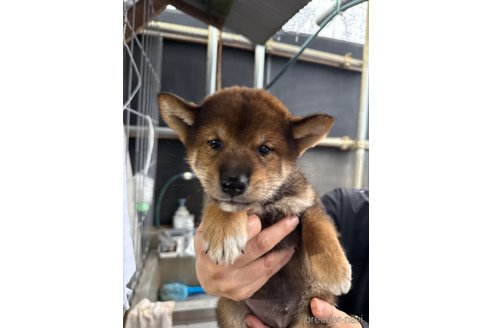 成約済の広島県の柴犬-340454の2枚目