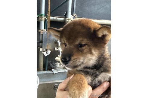 成約済の広島県の柴犬-340454の3枚目