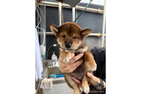 成約済の広島県の柴犬-340454の4枚目