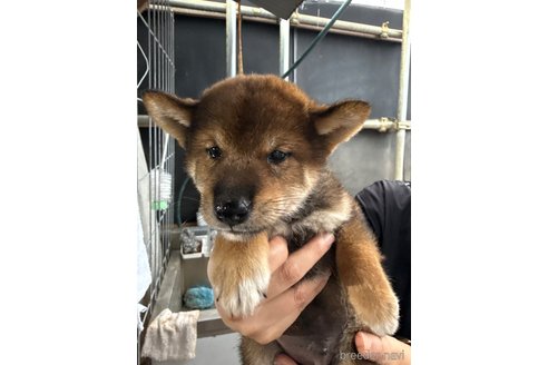 成約済の広島県の柴犬-340454の5枚目