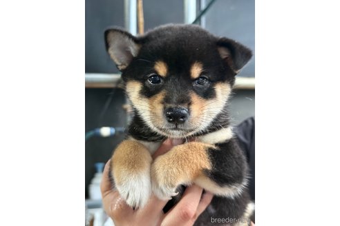 成約済の広島県の柴犬-341972の3枚目