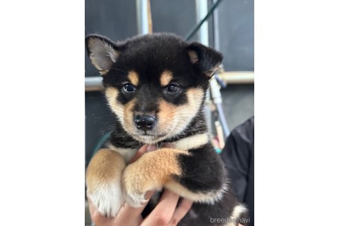 成約済の広島県の柴犬-341972の2枚目