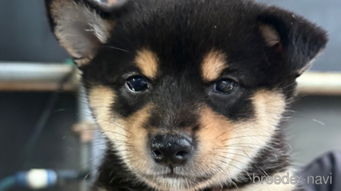 成約済の広島県の柴犬-341972の1枚目