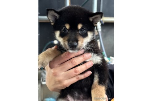 成約済の広島県の柴犬-341973の2枚目