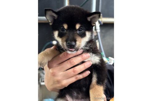 成約済の広島県の柴犬-341973の3枚目