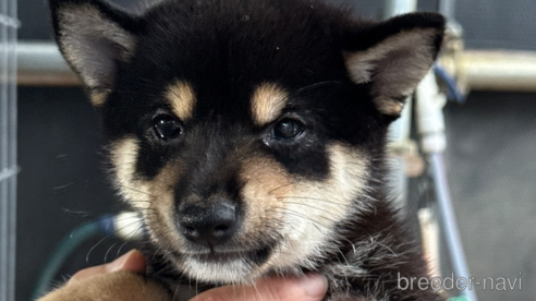 成約済の広島県の柴犬-341973の1枚目