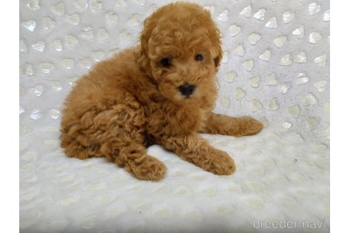 成約済の三重県のミックス犬-341978の9枚目