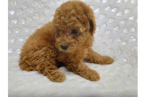 成約済の三重県のミックス犬-341978の8枚目