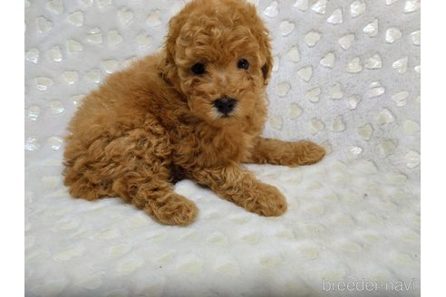 成約済の三重県のミックス犬-341978の7枚目